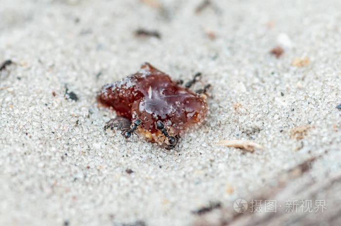 蚂蚁在黄沙上吃果酱照片-正版商用图片2obax0-摄图新视界