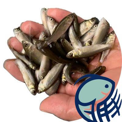 40武夷山七星鱼苗批发 月鳢 淡水养殖 工厂化驯养 提供养殖技术 欢迎