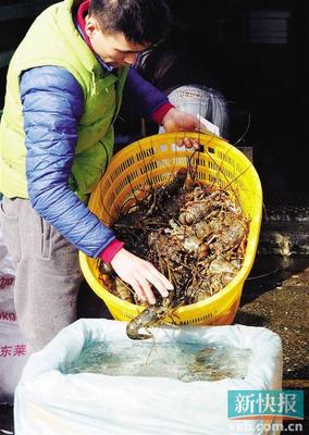 春节临近广州黄沙水产市场人气旺部分海鲜价格上扬