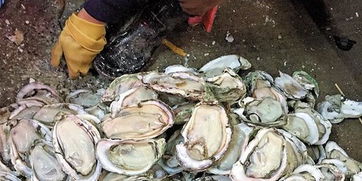 广州黄沙水产市场被送检生蚝镉超标 大多流入烧烤店